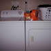 washer dryer included